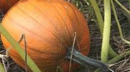 Timeline: From Seed to Pumpkin