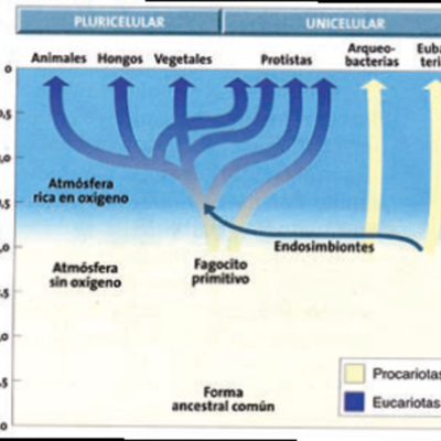 Timeline: Teorias sobre la evolucion