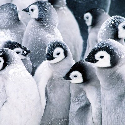 Timeline: Antarctica Explorers Timeline