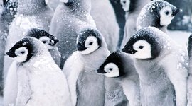 Timeline: Antarctica Explorers Timeline