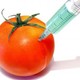 Gmo tomato  451868 cut 300x234
