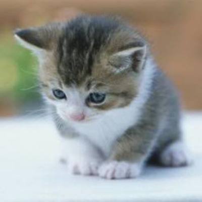 Timeline: A cat's life