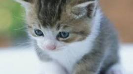 Timeline: A cat's life