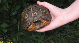 Timeline: Summer 2013 Wildlife History Timeline