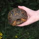 Backyardboxturtle