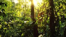 Timeline: 4th Grade Science Year at a Glance