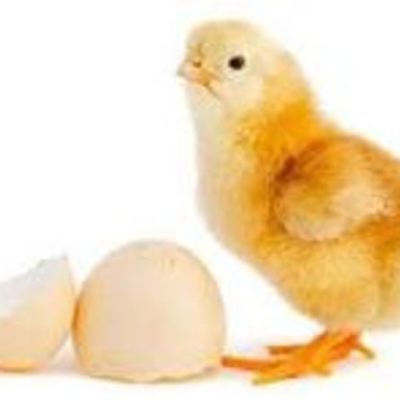 Timeline: Life Cycle of a Chick