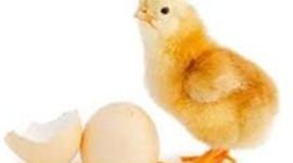 Timeline: Life Cycle of a Chick