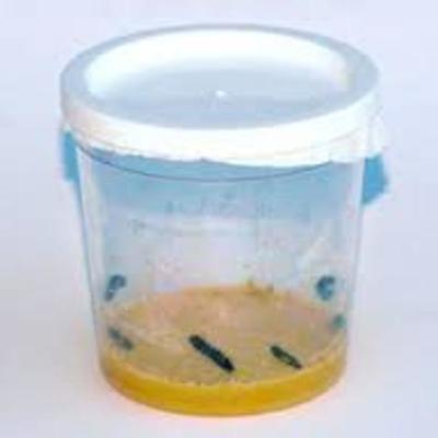 Timeline: Day 1 - Your caterpillars will arrive in a small cup that contains food for them to eat