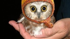 Timeline: The development of English Spelling Systems