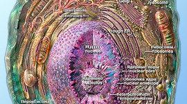 Timeline: Клетка: история изучения.