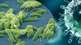 Timeline: Microorganismes