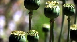 Timeline: First Opium War