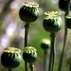 7415301 seed capsules of the opium poppy in the summer