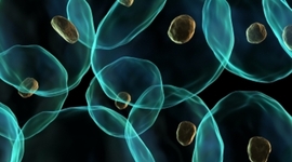 Timeline: The Development of Cell Theory