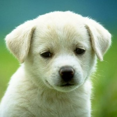 Timeline: Puppy Growth Chart