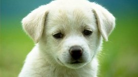 Timeline: Puppy Growth Chart