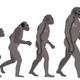 Ape to man evolution