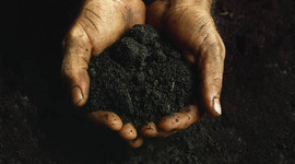 Timeline: Sustainable Forestry and African American Land Retention Program