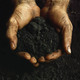 Black hands in soil