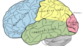 Timeline: The Basic Structures of the Human Brain