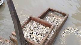 Timeline: Australian Gold Rush- Beth & Bridie!!