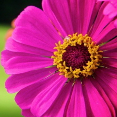 Timeline: Kaitlin Korver's Literacy Autobiography Timeline