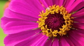 Timeline: Kaitlin Korver's Literacy Autobiography Timeline