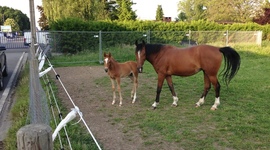 Timeline: isostar du chablis