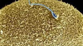 Timeline: Beyond fertilisation