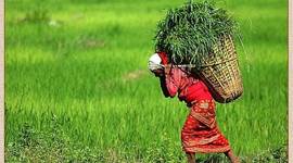 Timeline: Linea de tiempo ambiental