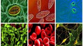 Timeline: El Desarrollo de la Biologia