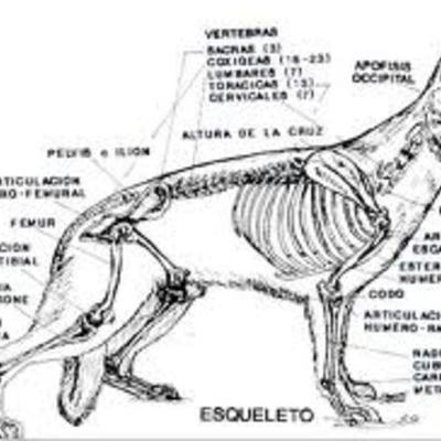 Timeline: VIDA EDUARDO GUIO