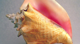 Timeline: Courtney's Literacy Timeline