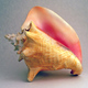 Conch shell