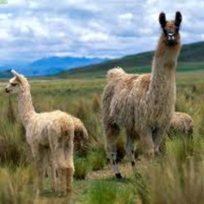 Timeline: animales del peru