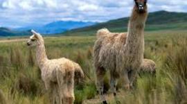 Timeline: animales del peru