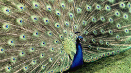 Timeline: Anneli eportfoolio