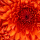 Chrysanthemum