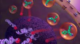 Timeline: Introduccion Sistema Inmune