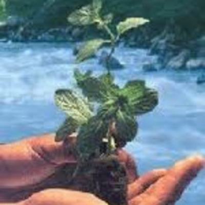 Timeline: historia de la ingenieria ambiental