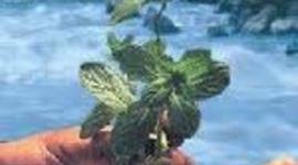 Timeline: historia de la ingenieria ambiental