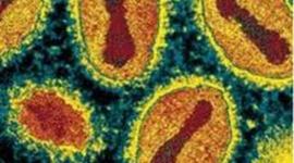 Timeline: History of Antibiotics