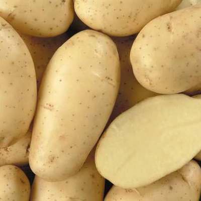 Timeline: Cronología del desarrollo de la papa transgénica en el mundo