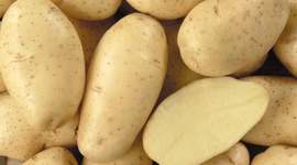 Timeline: Cronología del desarrollo de la papa transgénica en el mundo