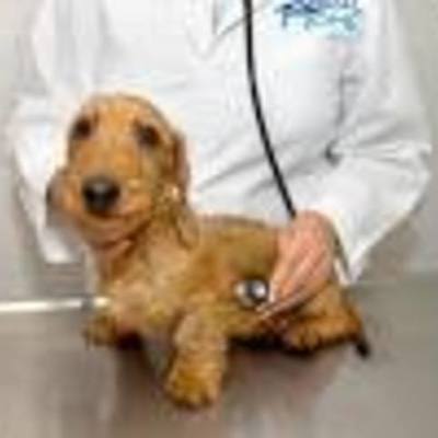 Timeline: historia de la veterinaria del siglo xx