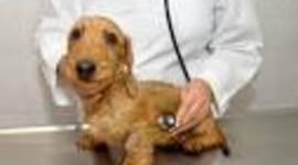 Timeline: historia de la veterinaria del siglo xx