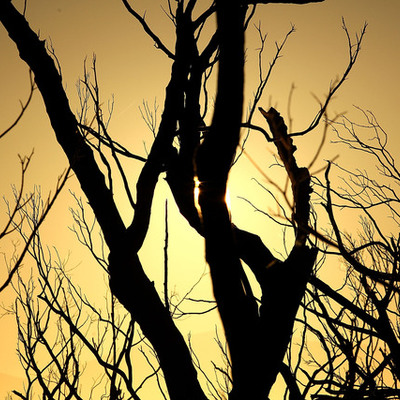 Timeline: Timeline of world's worst forest fires