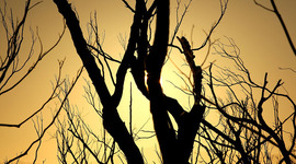 Timeline: Timeline of world's worst forest fires