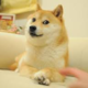 Doge